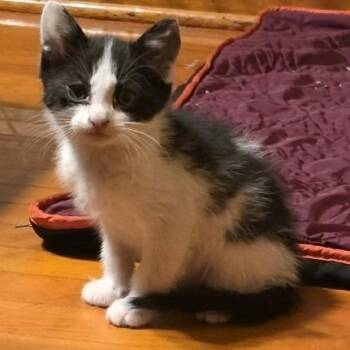 Williams C12607 -  Domestic Short Hair Cat for Adoption - Williams C12607 | PetCurious