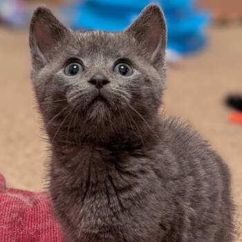 Rescue Domestic Short Hair Cats for Adoption in Tomah, Wisconsin - Dutch | PetCurious