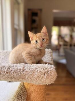 Lieutenant Dan -  Domestic Short Hair Cat for Adoption in Thornwood, New York - Lieutenant Dan | PetCurious