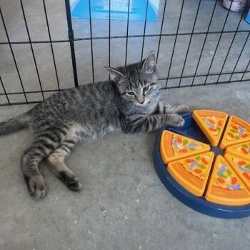 Stormy -  Domestic Short Hair Cat for Adoption in Melbourne, Kentucky - Stormy | PetCurious