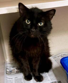 Domestic Medium Hair Cats Available for Adoption in Sacramento, California - Antman | PetCurious