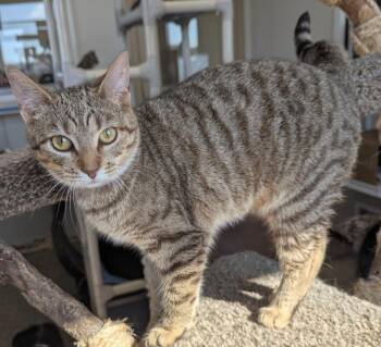 Domestic Short Hair Cats Available for Adoption in Fremont, Ohio - Beyonce | PetCurious