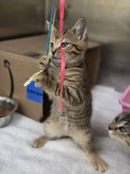 Bomb Pop -  Domestic Short Hair Cat for Adoption in Westland, Michigan - Bomb Pop | PetCurious