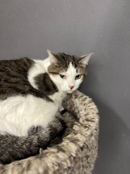 Rescue Domestic Short Hair Cats for Adoption in Chicago Ridge, Illinois - PANDORA | PetCurious