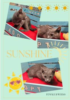 Sunshine -  Domestic Short Hair Cat for Adoption in Blountville, Tennessee - Sunshine | PetCurious