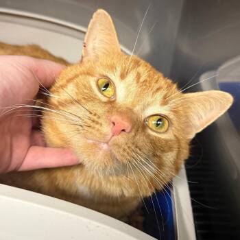 Domestic Short Hair Cats Available for Adoption in Pittsburgh, Pennsylvania - Chef Boyardee | PetCurious