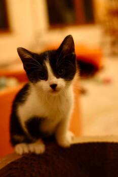 Bing -  Domestic Short Hair Cat for Adoption in Duluth, Minnesota - Bing | PetCurious