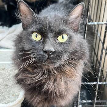 Sitar -  Domestic Medium Hair Cat for Adoption in Flagstaff, Arizona - Sitar | PetCurious