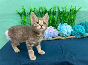Monk -  Domestic Short Hair Cat for Adoption in Xenia, Ohio - Monk | PetCurious