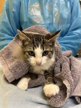 Nova -  Domestic Short Hair Cat for Adoption in Raleigh, North Carolina - Nova | PetCurious