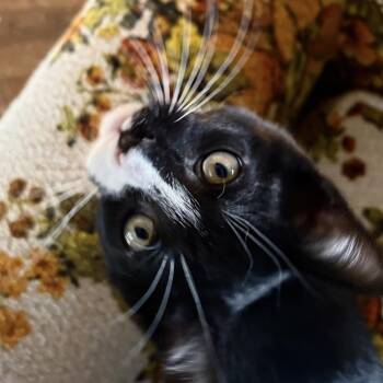 Viral -  Domestic Short Hair Cat Available for Adoption in Akron, Ohio - Viral | PetCurious