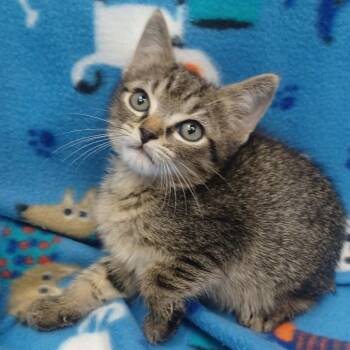Shadow -  Domestic Short Hair Cat for Adoption in New Tazewell, Tennessee - Shadow | PetCurious