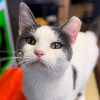 Aries -  Domestic Short Hair Cat for Adoption in Midland, Texas - Aries | PetCurious