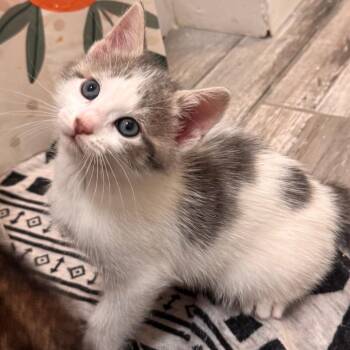 Tacoma -  Domestic Short Hair Cat for Adoption in Wilmington, Delaware - Tacoma | PetCurious
