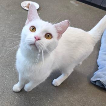 Domestic Short Hair Cats Available for Adoption - Mouse | PetCurious