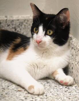 Cider -  Domestic Short Hair Cat for Adoption in North Fort Myers, Florida - Cider | PetCurious