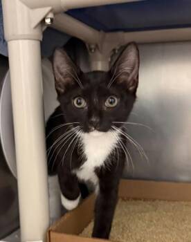 Nati -  Domestic Short Hair Cat for Adoption in Morristown, New Jersey - Nati | PetCurious