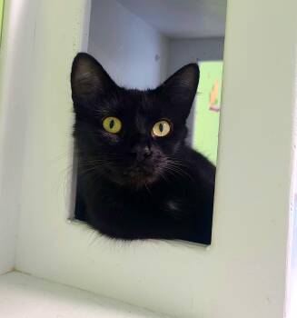 Delta -  Domestic Short Hair Cat for Adoption in Kirkland, Washington - Delta | PetCurious