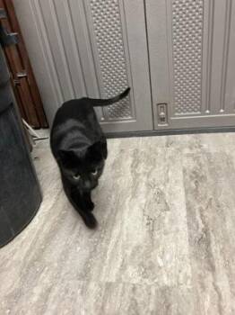 Domestic Short Hair Cats Available for Adoption in Fergus Falls, Minnesota - Koko | PetCurious