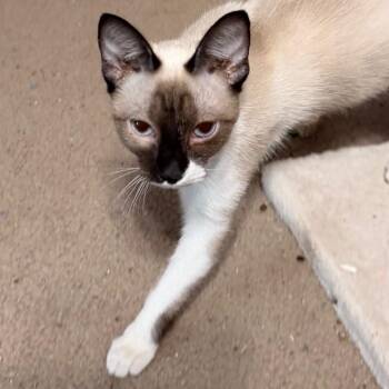 Late To The Party -  Snowshoe and Domestic Short Hair Cat for Adoption in Boerne, Texas - Late To The Party | PetCurious
