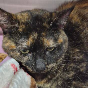 Stormy -  Domestic Short Hair Cat for Adoption in Oak Ridge, Tennessee - Stormy | PetCurious