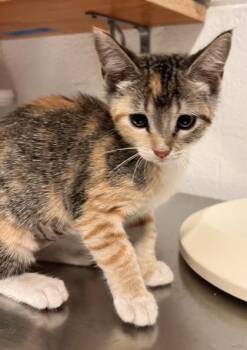 Chaos -  Domestic Short Hair Cat for Adoption in Largo, Florida - Chaos | PetCurious