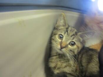 Rescue Domestic Short Hair Cats for Adoption in Ocala, Florida - PANCAKE | PetCurious