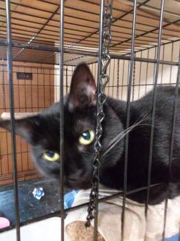Kiah Rich - FRIENDLY PLAYFUL GIRL -  Domestic Short Hair Cat for Adoption in Stowe, Pennsylvania - Kiah Rich - FRIENDLY PLAYFUL GIRL | PetCurious