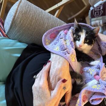 Domestic Short Hair Cats Available for Adoption - Thumbelina | PetCurious