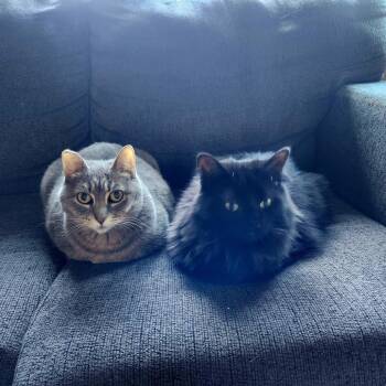 American Shorthair Cats Available for Adoption in South Elgin, Illinois - Cheyenne - Home To Home | PetCurious