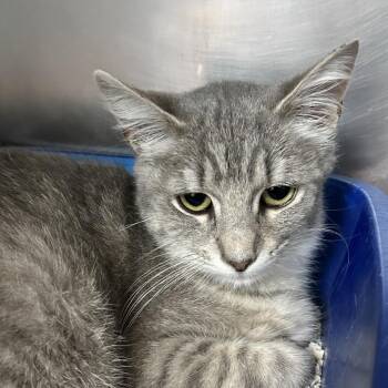 Domestic Short Hair Cats Available for Adoption in Newport, North Carolina - Sprig | PetCurious