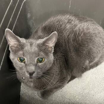 Smokey -  Domestic Short Hair Cat for Adoption in Carroll, Iowa - Smokey | PetCurious