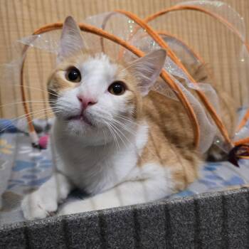 Andy -  Domestic Short Hair Cat for Adoption in Warr Acres, Oklahoma - Andy | PetCurious