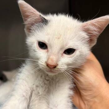 Mog -  Domestic Short Hair Cat for Adoption in Nashville, Tennessee - Mog | PetCurious