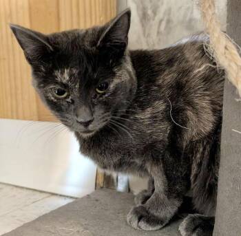 Dilute Tortoiseshell and Domestic Short Hair Cats Available for Adoption - Annabella | PetCurious