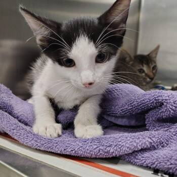 Mario -  Domestic Short Hair Cat Available for Adoption in Vieques, Vieques - Mario | PetCurious