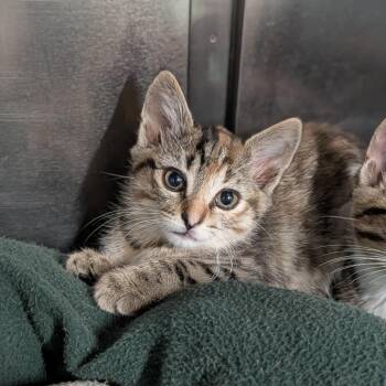 Chelsea -  Domestic Short Hair Cat for Adoption in Cape Girardeau, Missouri - Chelsea | PetCurious
