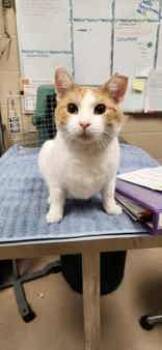 Rescue Domestic Short Hair Cats for Adoption in Appleton, Wisconsin - Cosmic | PetCurious