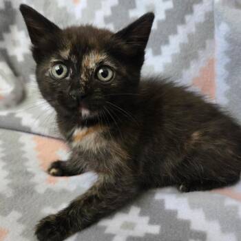 American Shorthair Cats Available for Adoption in Calimesa, California - Taffy | PetCurious