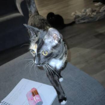 American Shorthair Cats Available for Adoption in Livingston, Texas - Yen | PetCurious