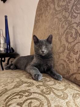 Russian Blue Cats Available for Adoption in Napa, California - Luke Skywalker ( EE) | PetCurious