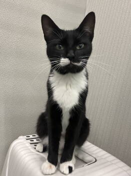 Rescue Domestic Short Hair Cats for Adoption in Minneapolis, Minnesota - Nina *FOSTER HOME NEEDED* | PetCurious