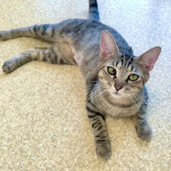 Kat -  Domestic Short Hair Cat for Adoption in Riverwoods, Illinois - Kat | PetCurious