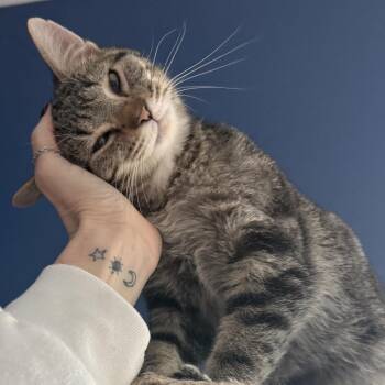 Domestic Short Hair Cats Available for Adoption - Hooch | PetCurious