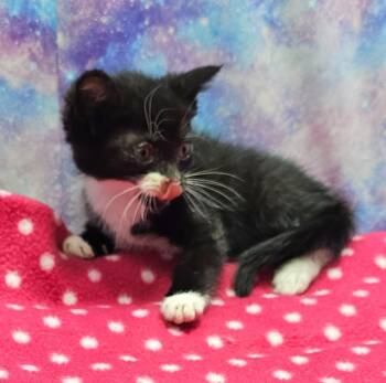 Domestic Short Hair Cats Available for Adoption in Washington Court House, Ohio - Spunky | PetCurious