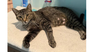 Rescue Domestic Short Hair and Tabby Cats for Adoption in New Cumberland, West Virginia - Zuzu | PetCurious