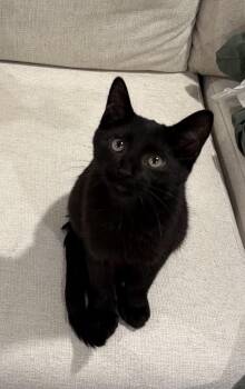Taj -  Domestic Short Hair Cat for Adoption in Grove City, Ohio - Taj | PetCurious