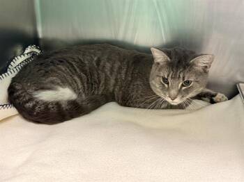SEASMOKE -  Domestic Short Hair Cat for Adoption in Boston, Massachusetts - SEASMOKE | PetCurious