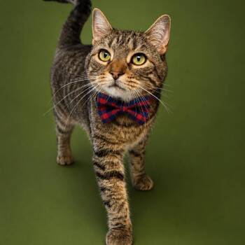 Domestic Short Hair Cats Available for Adoption in Binghamton, New York - Bonkers | PetCurious