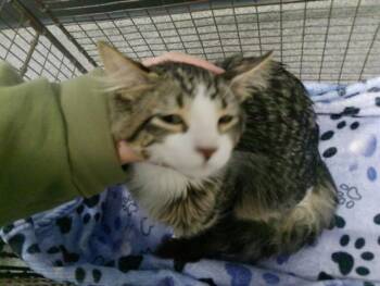 Domestic Short Hair Cats Available for Adoption in Kalamazoo, Michigan - TOBIN | PetCurious